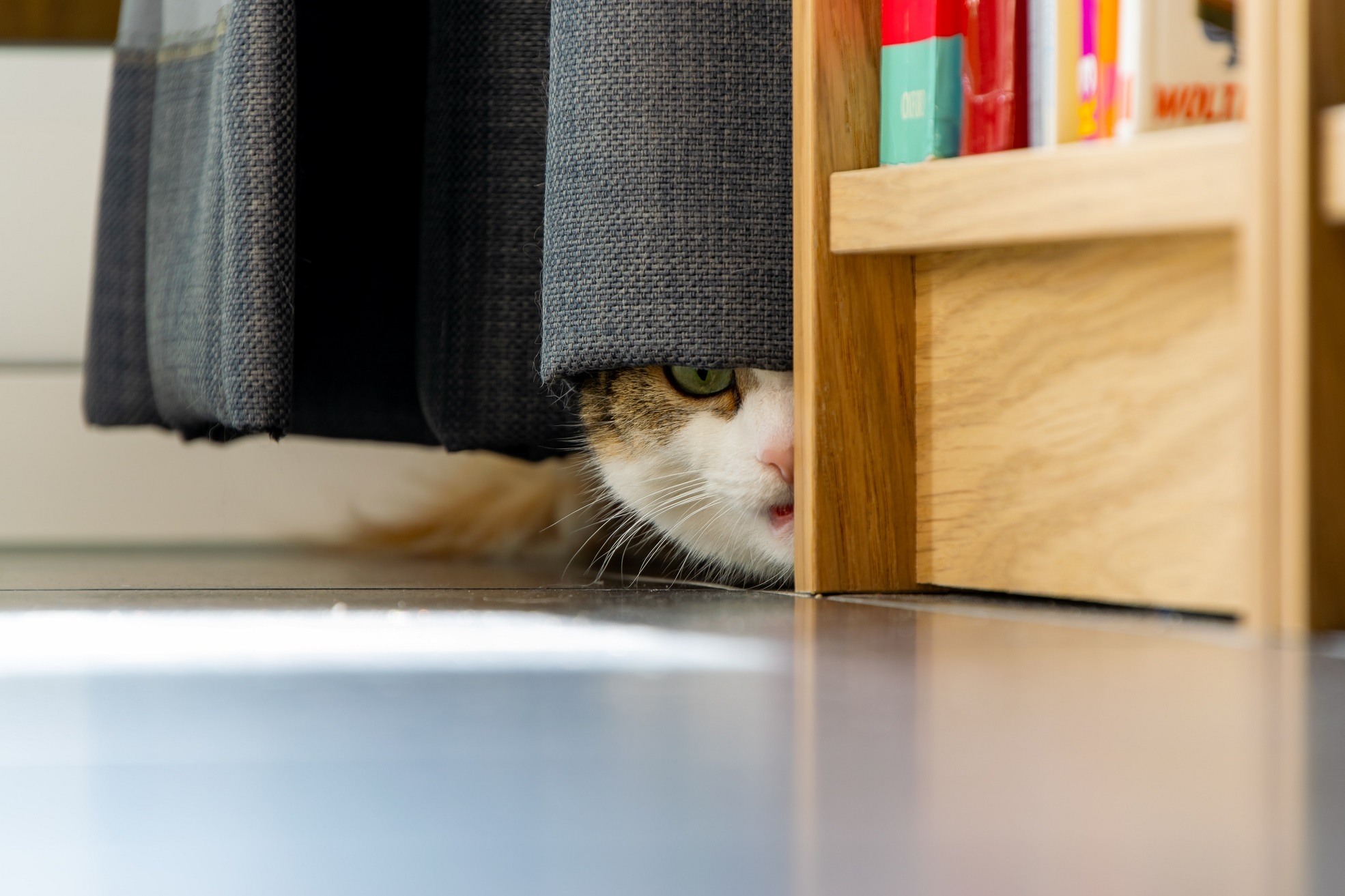 cat hiding Youth Education Service website mock up